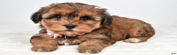 Yorkiepoo dogs for sale: Twinkle - Ad 2