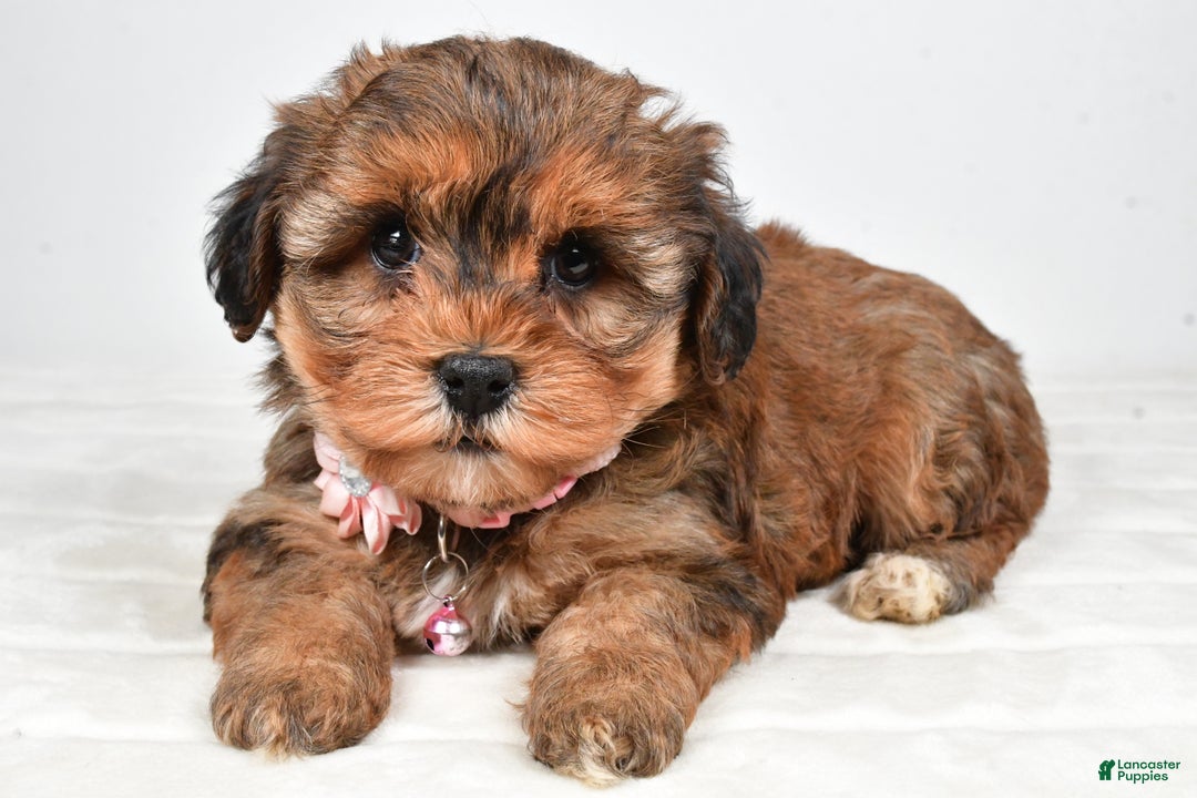 Yorkiepoo dogs for sale: Twinkle - Ad 2