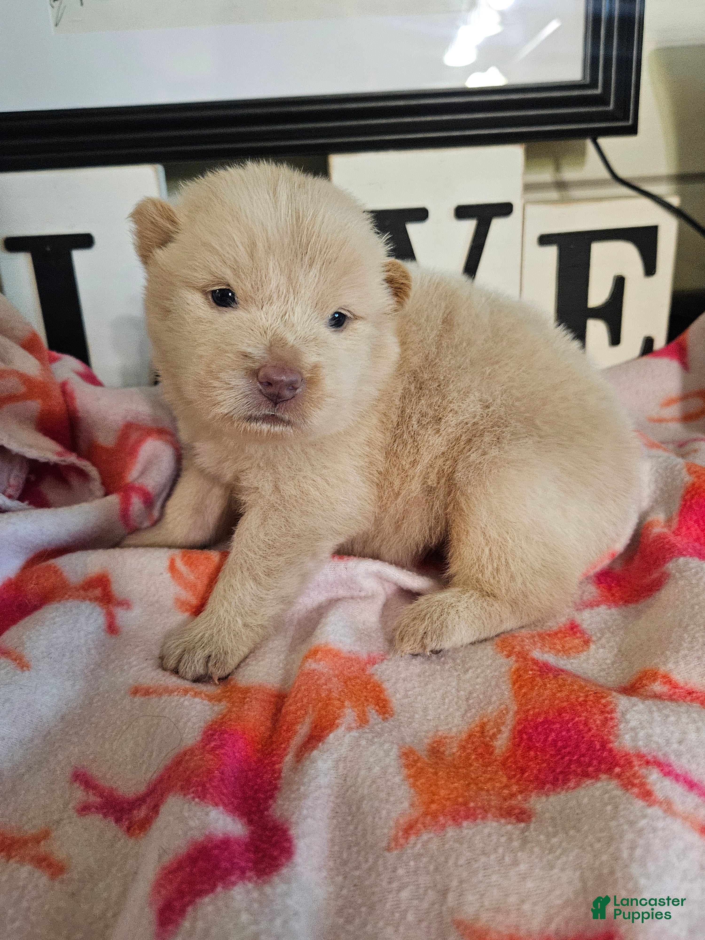 Chow Chow dogs Cream rough chow 2 - Ad 1