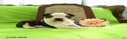 Boston Terrier dogs for sale: Vera - Ad 10
