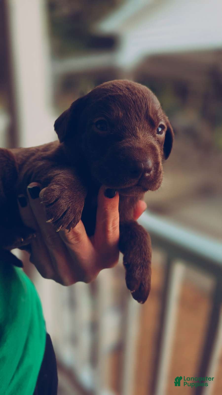 Labrador Retriever dogs for sale: Labrador Retriever 1 - Ad 38