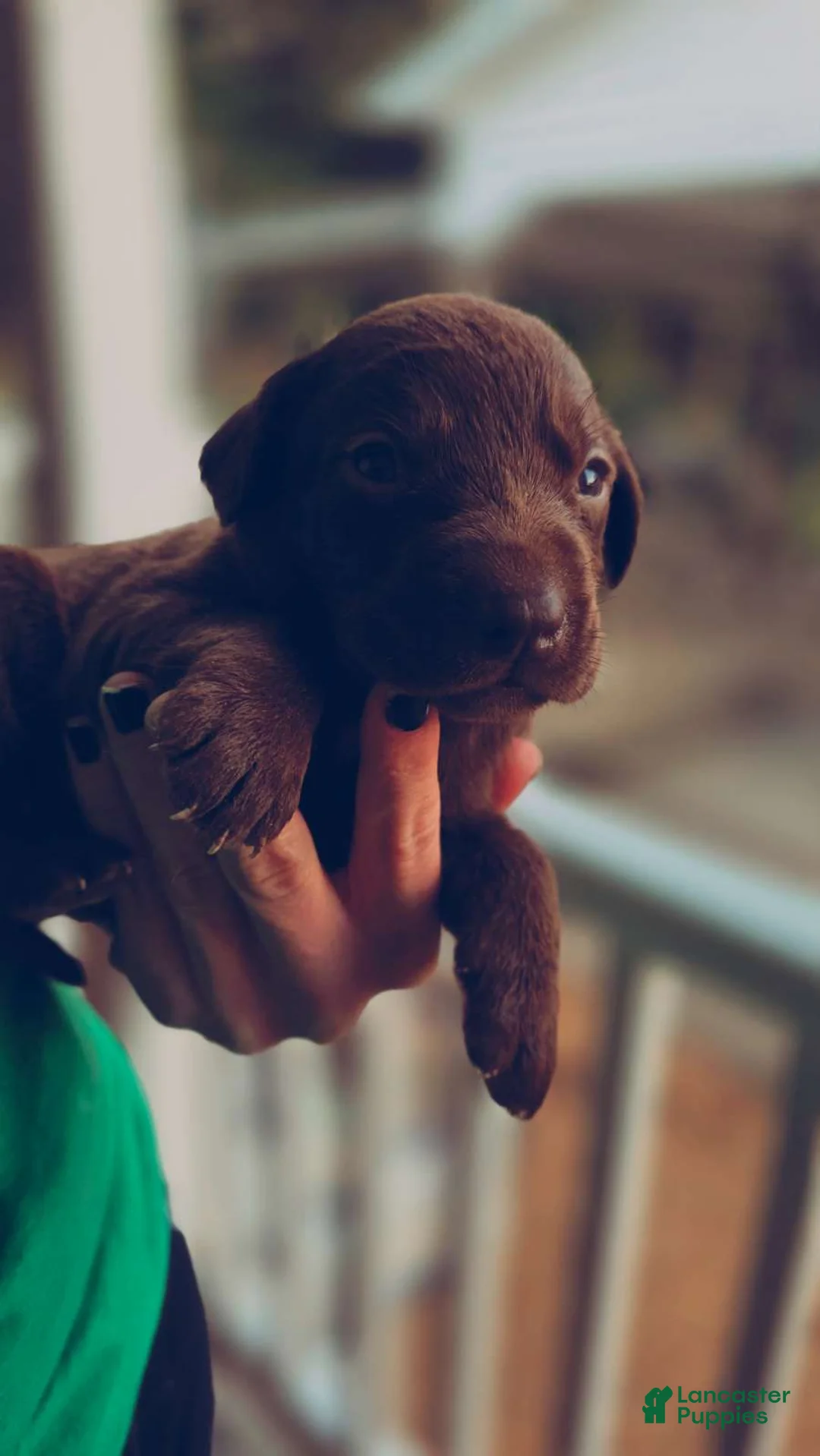 Labrador Retriever dogs for sale: Labrador Retriever 1 - Ad 1