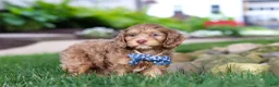 Cockapoo dogs for sale: Leo - Ad 5