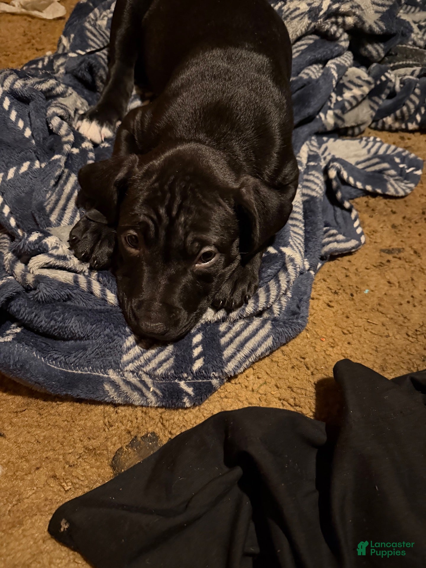 Mixed Breed dogs Mixed Breed 6 - Ad 17