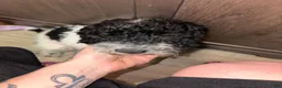 Miniature Poodle dogs for sale: Miniature Poodle 1 - Ad 3