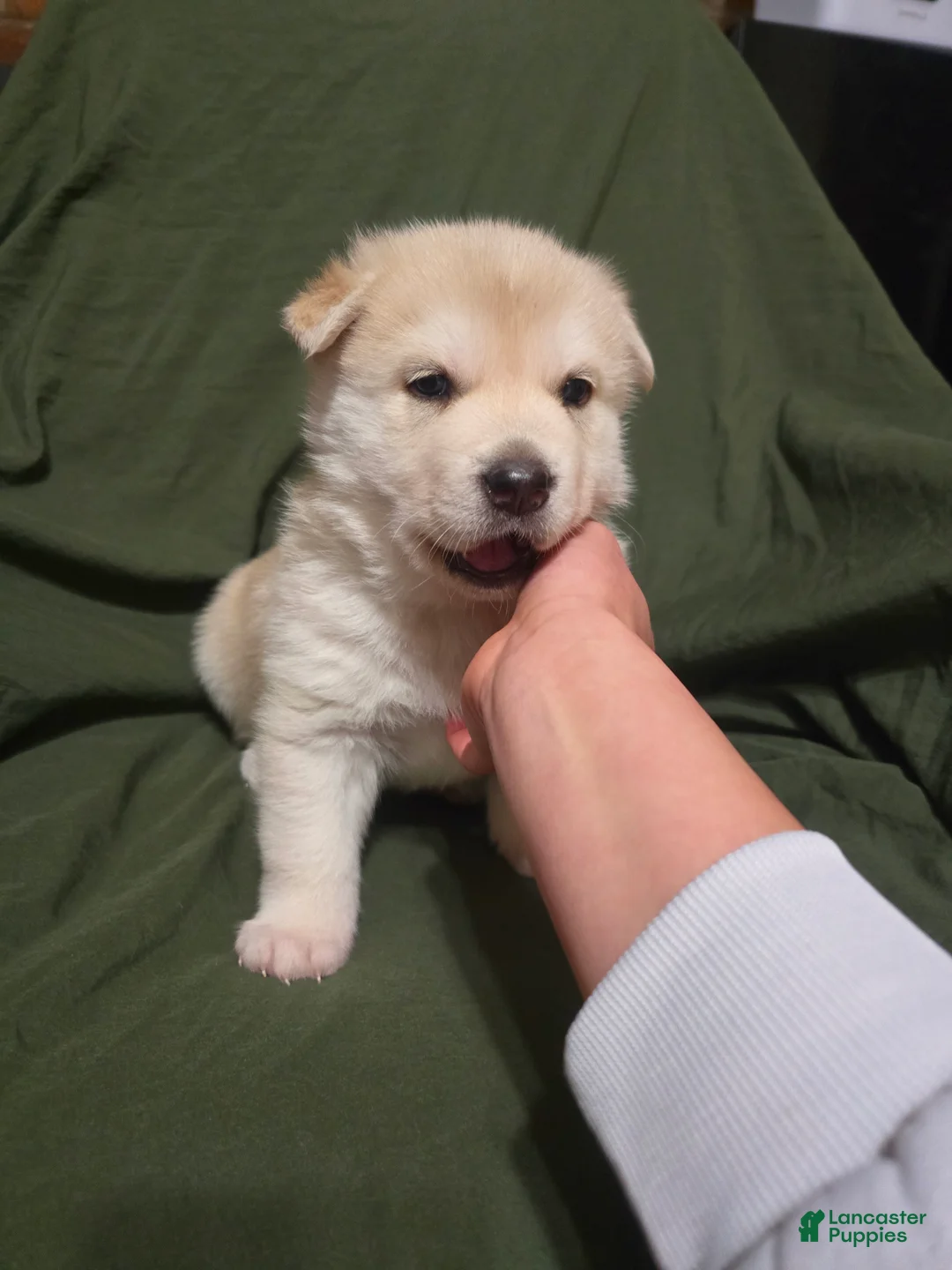 Mixed Breed dogs for sale: Chow - Ad 1