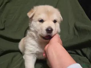 Mixed Breed dogs Chow - Ad 30