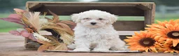 Toy Poodle dogs for sale: Caesar - Ad 3