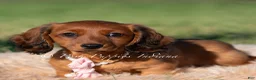 Miniature Dachshund dogs for sale: Yuki AKC - Ad 3
