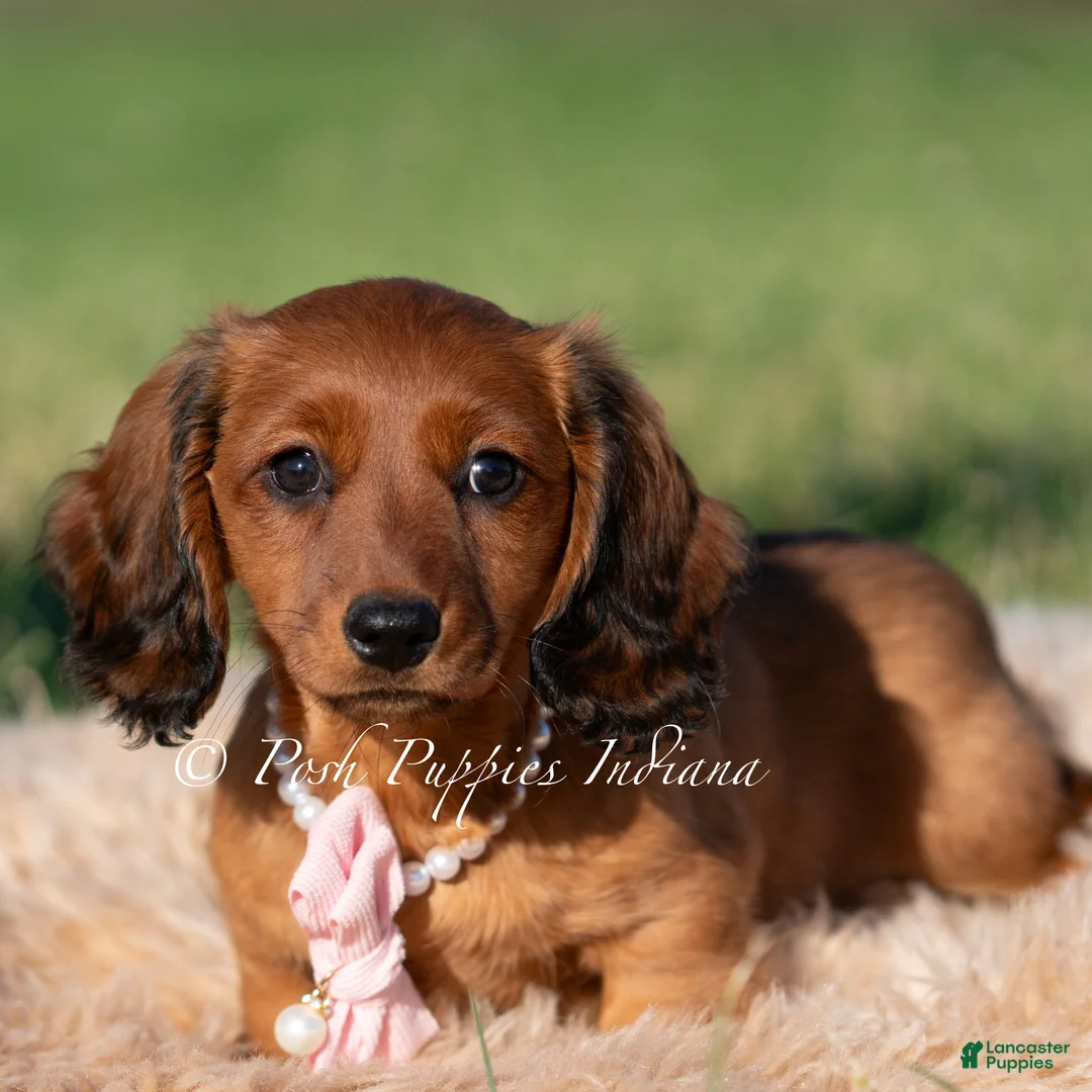 Miniature Dachshund dogs for sale: Yuki AKC - Ad 3
