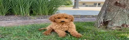 Cockapoo dogs for sale: Terry - Ad 3