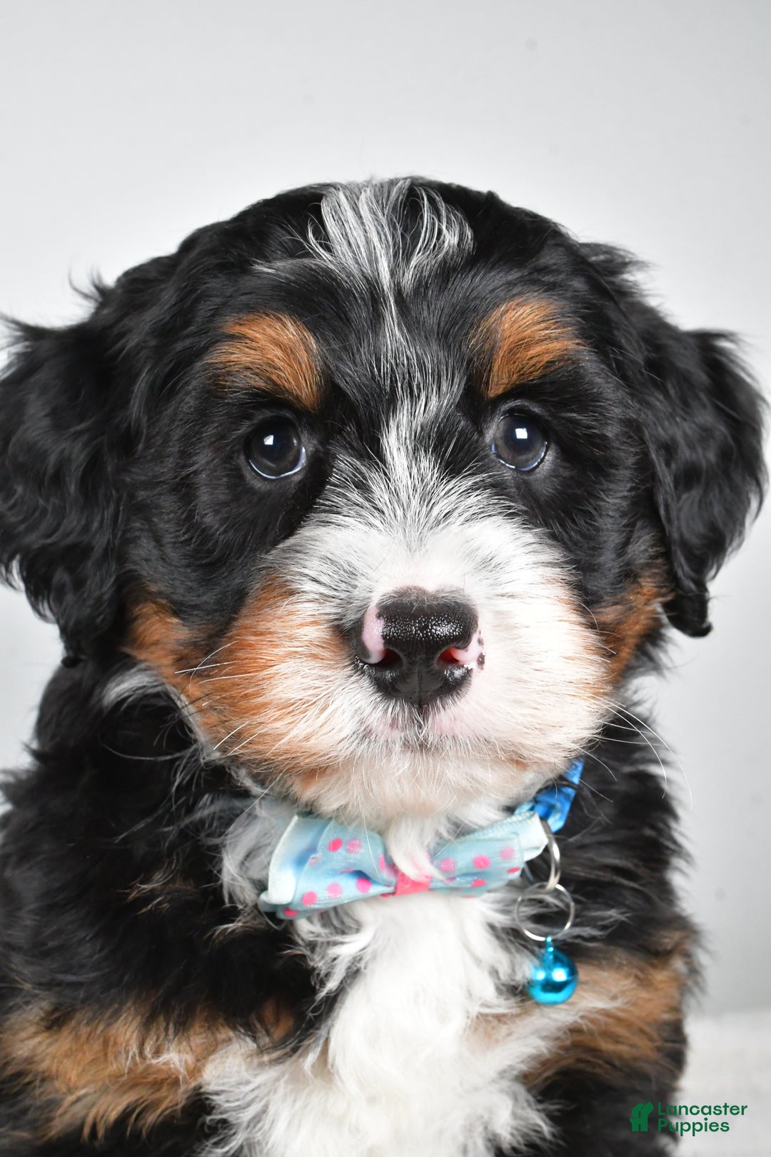 Mini Bernedoodle dogs for sale: Duke - Ad 8