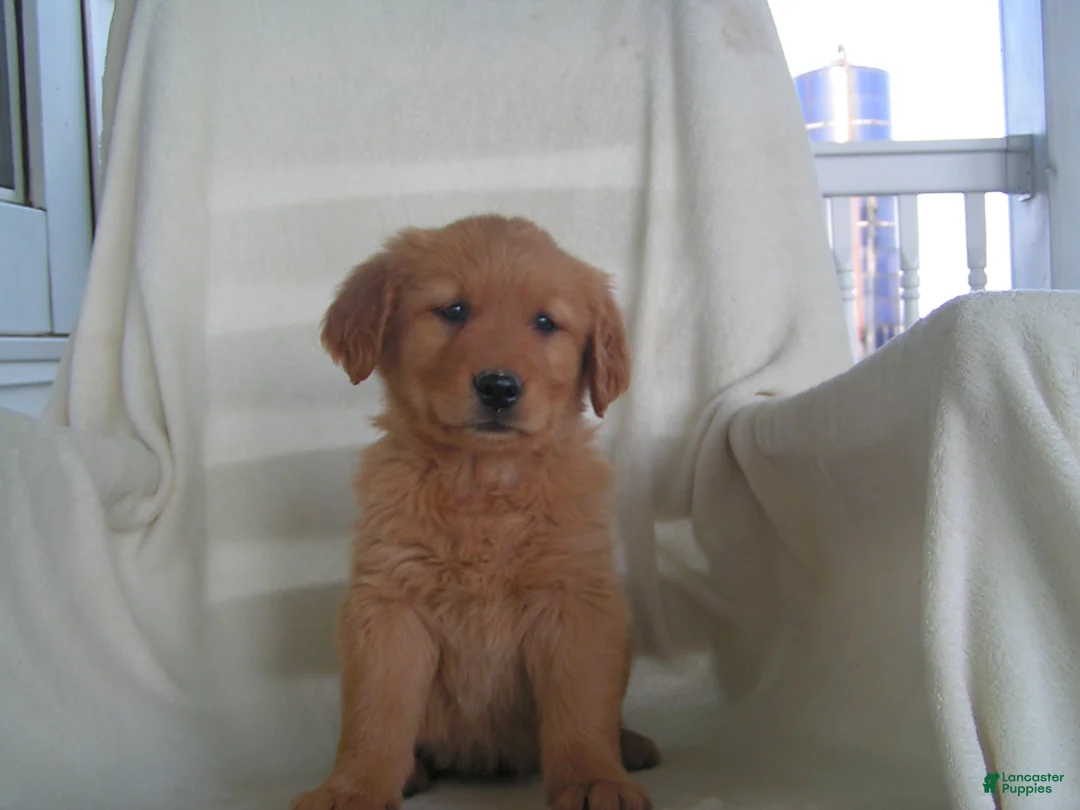 Golden Retriever dogs for sale: Lori - Ad 2