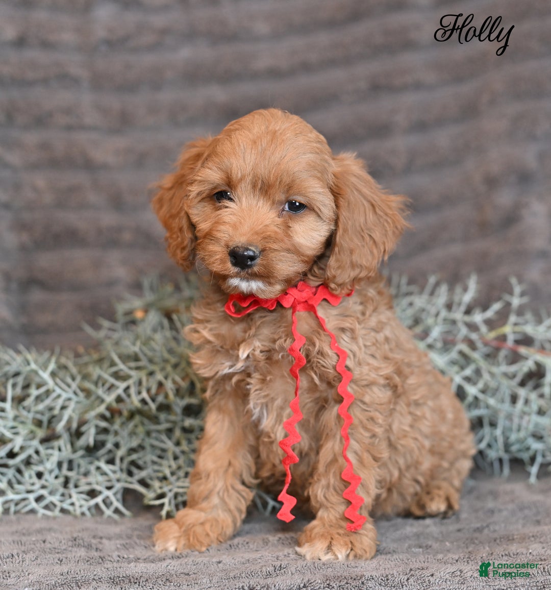 Cockapoo dogs for sale: Holly - Ad 3
