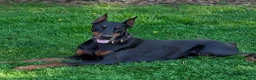 Doberman Pinscher dogs for sale: Amber  - Ad 4