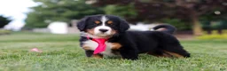 Bernese Mountain Dog dogs for sale: Prince - Ad 5