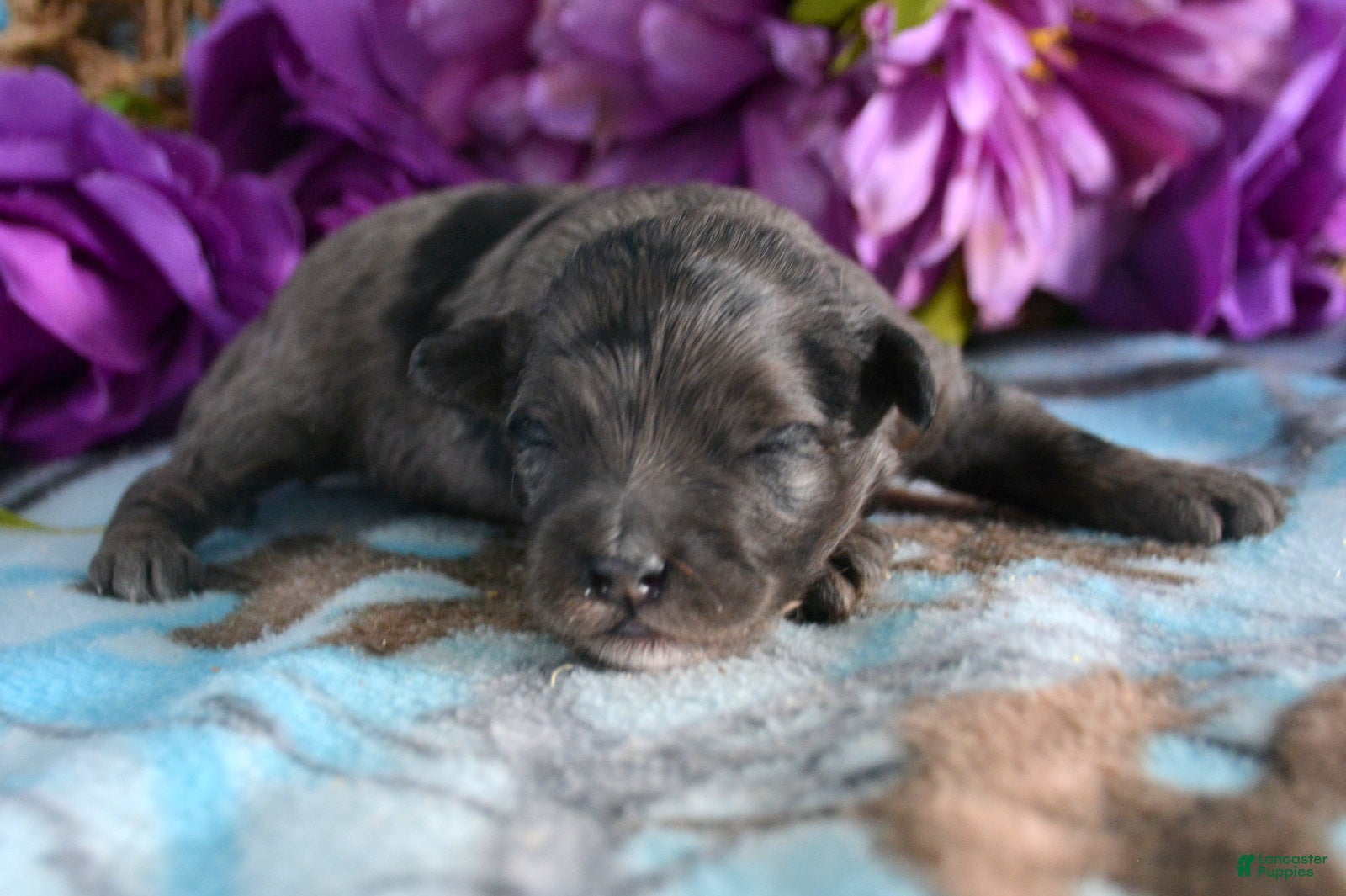 Mini Bernedoodle dogs Micro Bernedoodle Puppy 2 Baxter - Ad 17