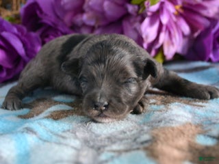 Mini Bernedoodle dogs Micro Bernedoodle Puppy 2 Baxter - Ad 19