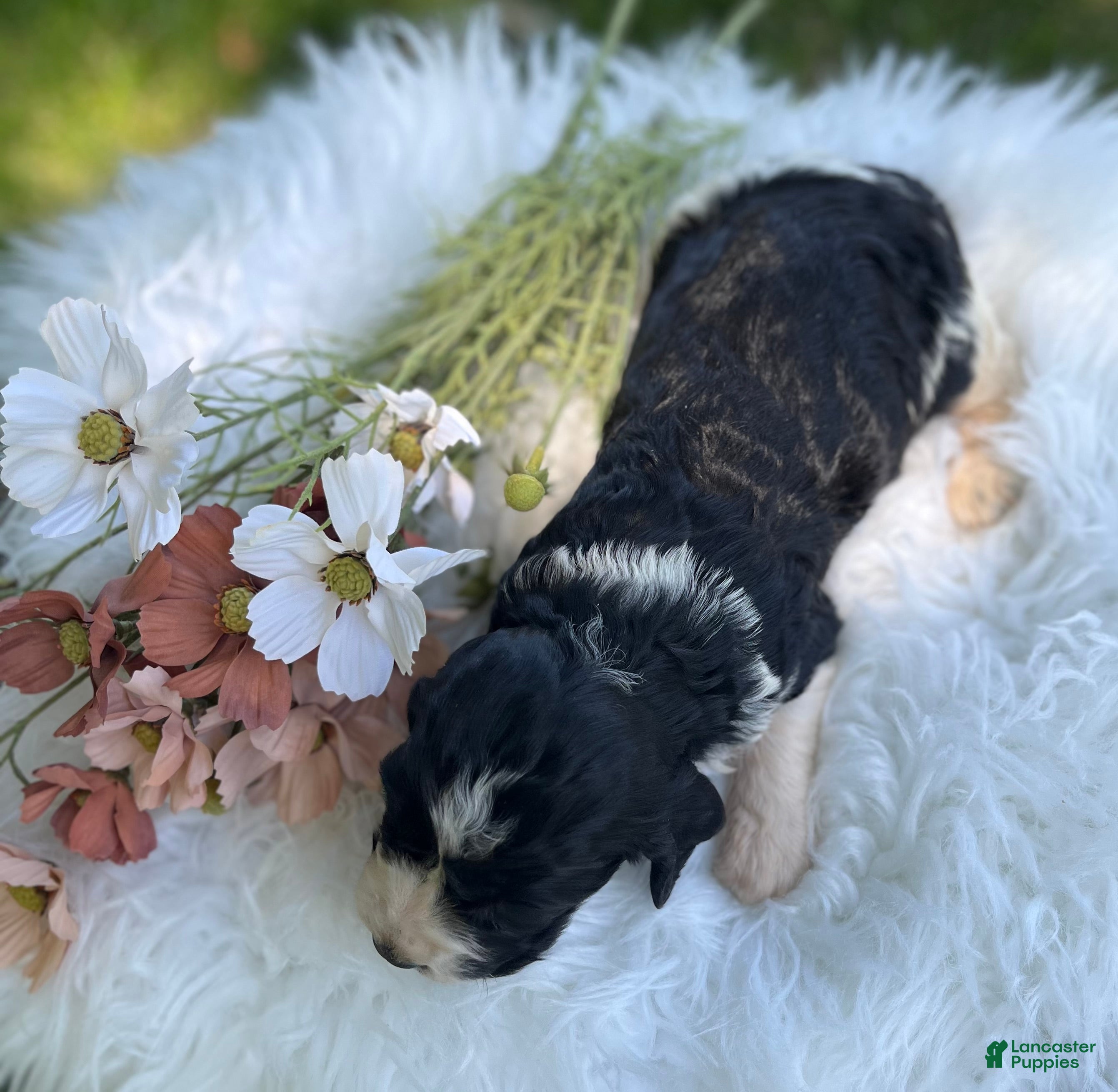 English Springer Spaniel dogs Dallas - Ad 2