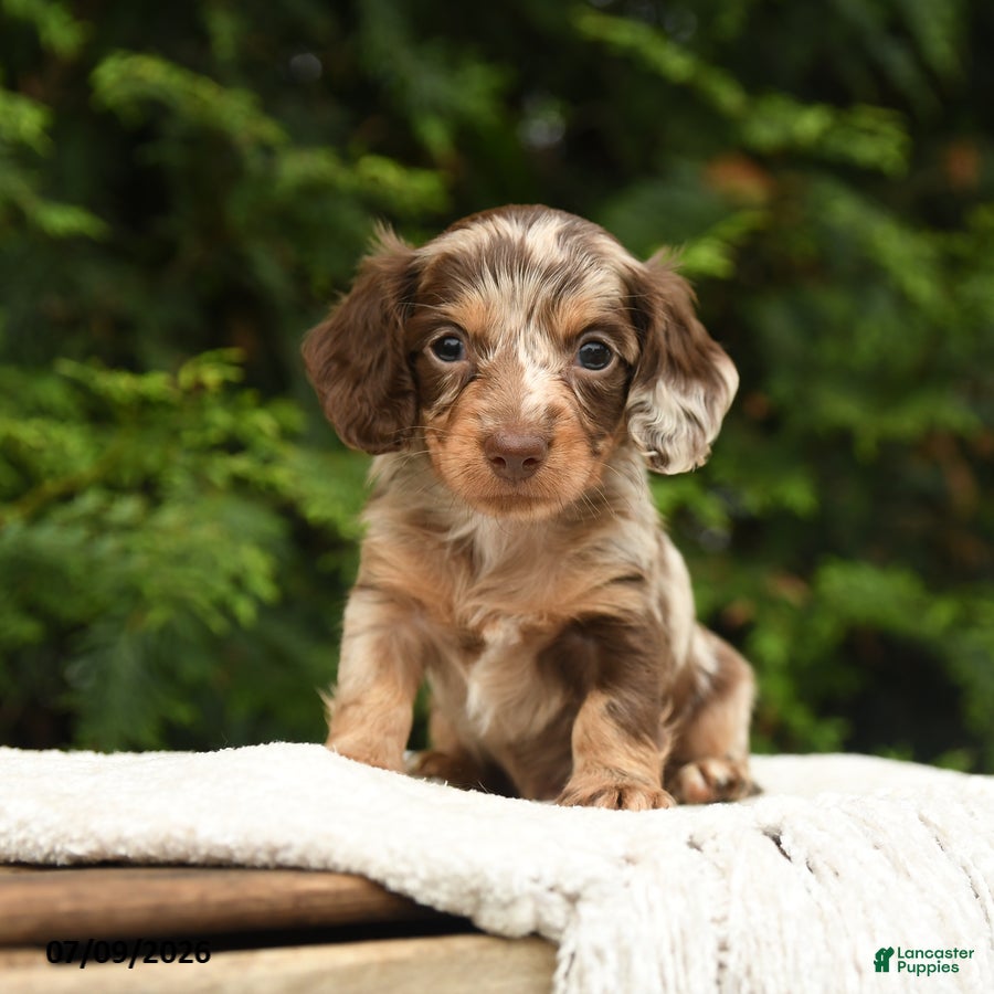 Miniature Dachshund dogs Irving - Ad 1