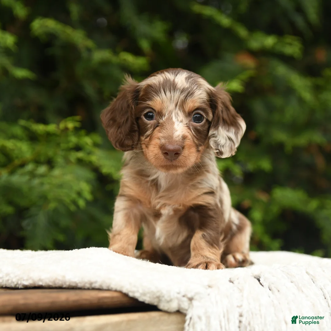 Miniature Dachshund dogs for sale: Irving - Ad 1