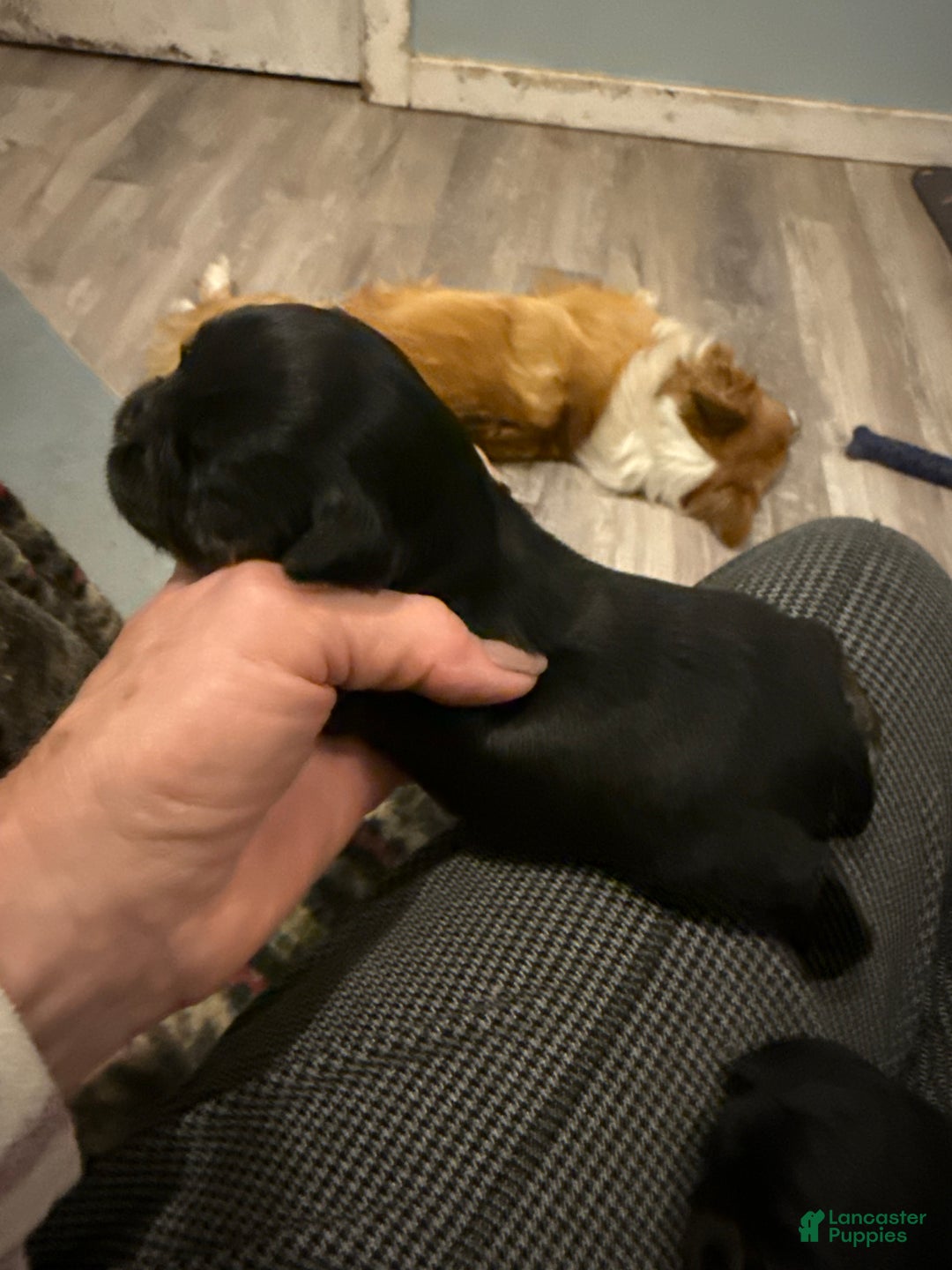 Brussels Griffon dogs for sale: Colton - Ad 3