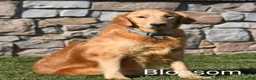 Golden Retriever dogs for sale: Bluebelle  - Ad 6