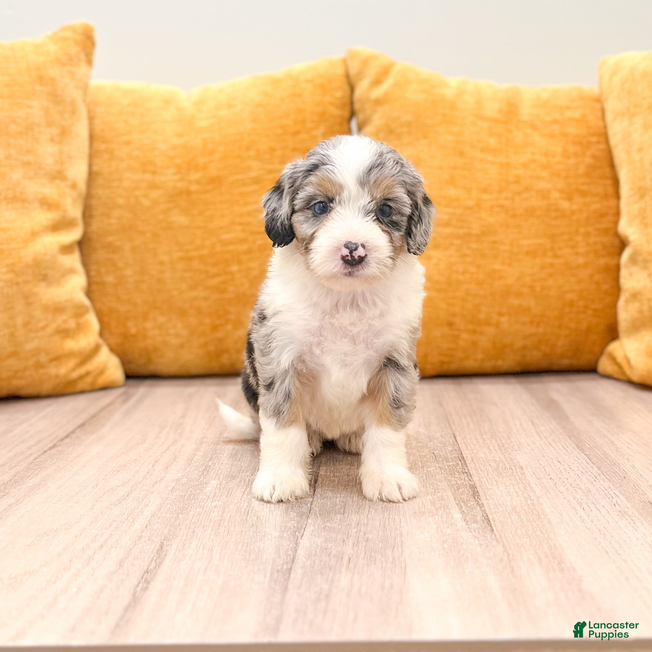 Mini Bernedoodle dogs Sadie - Ad 1