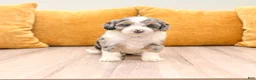 Mini Bernedoodle dogs for sale: Sadie - Ad 1