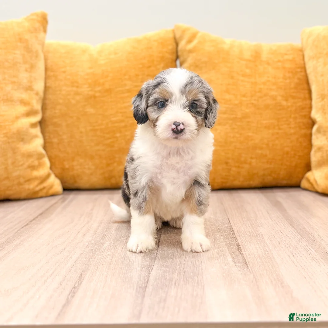 Mini Bernedoodle dogs for sale: Sadie - Ad 1