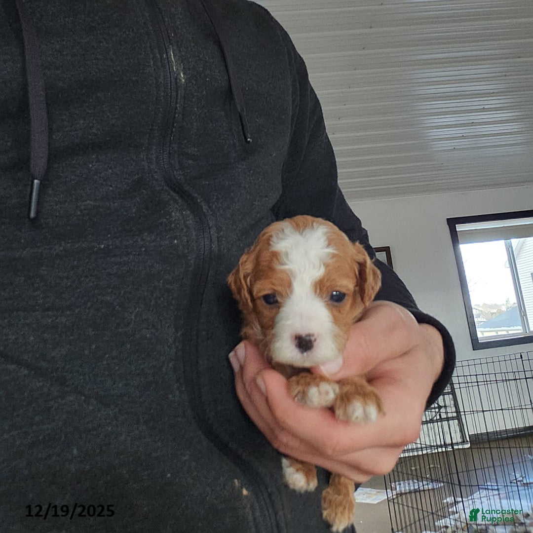 Cavapoo dogs for sale: Tonya - Ad 2