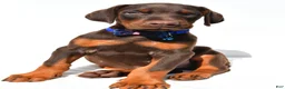 Doberman Pinscher dogs for sale: Buster - Ad 7
