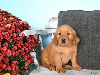 Golden Retriever dogs - Ad 32