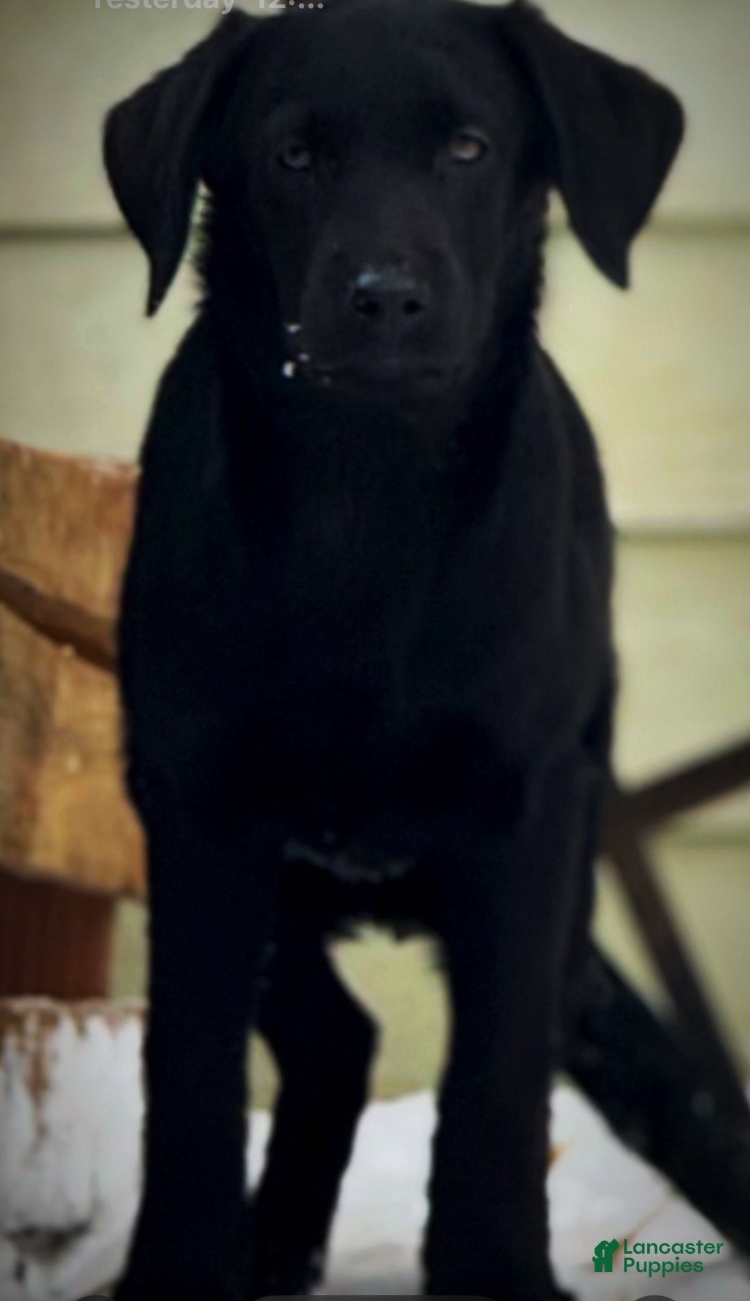 Labrador Retriever dogs for sale: Labrador Retriever Puppy 1 - Ad 9
