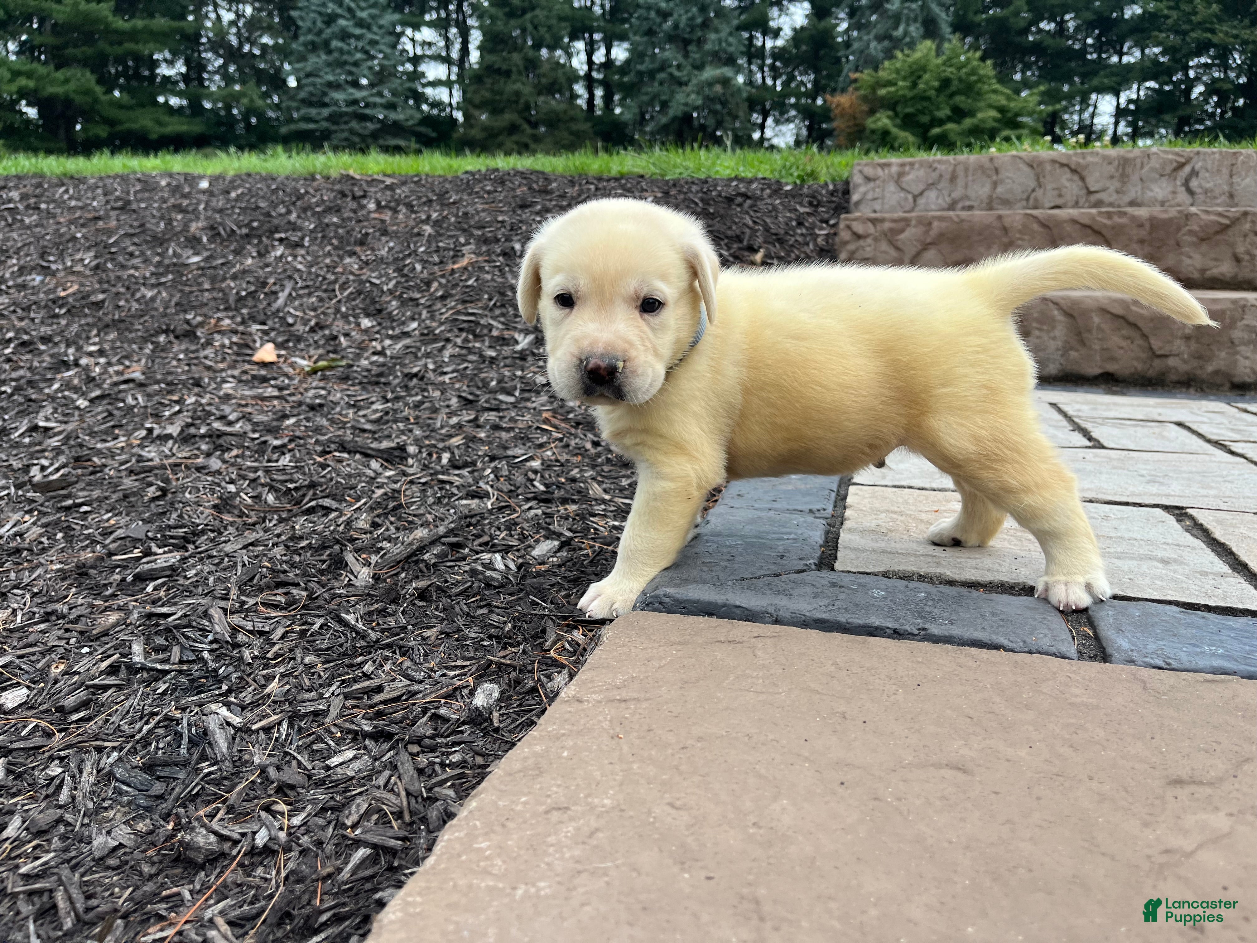 Labrador Retriever dogs Bear - Ad 2