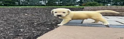 Labrador Retriever dogs for sale: Bear - Ad 2