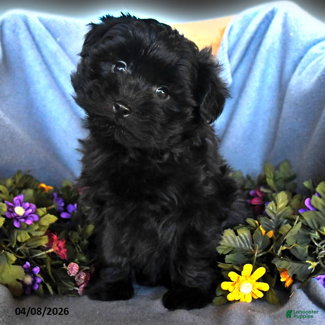 Pomapoo dogs for sale: Sam - Ad 3