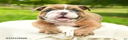 English Bulldog dogs for sale: Murphy - Ad 4