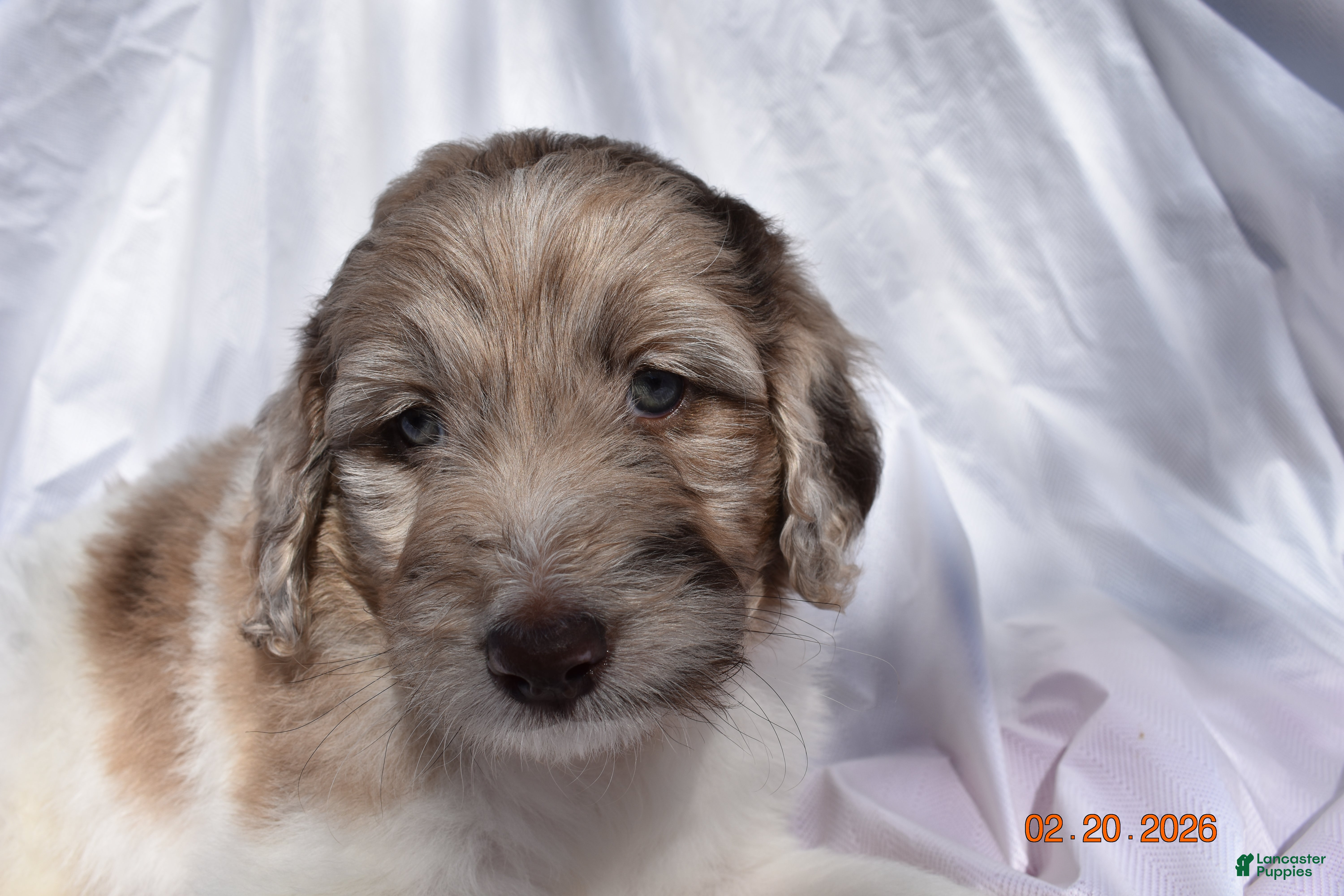 Newfypoo dogs Dark Pink - Ad 1