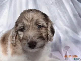 Newfypoo dogs for sale: Dark Pink - Ad 2