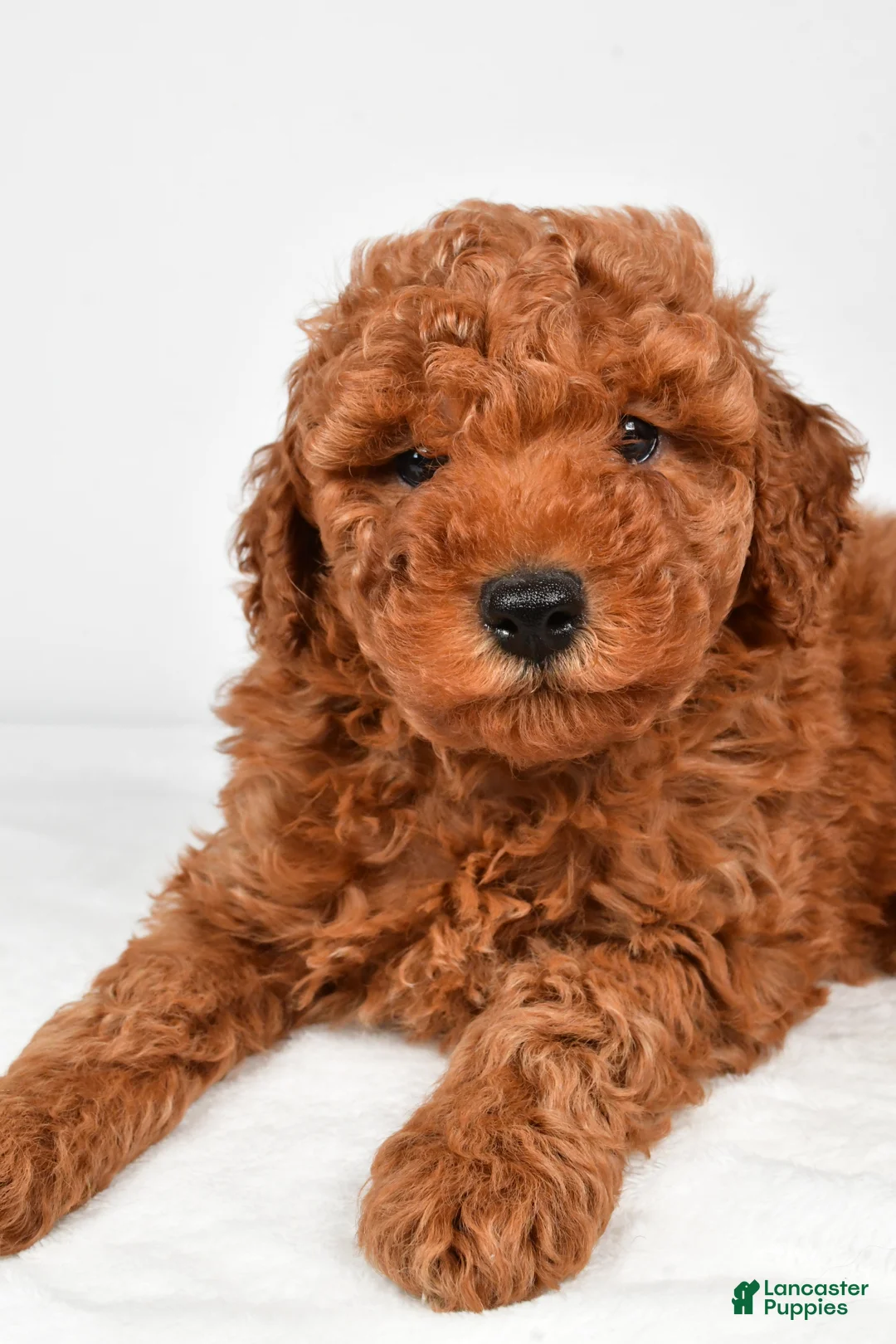 Miniature Poodle dogs for sale: Benson - Ad 11