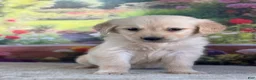 Golden Retriever dogs for sale:  Paul - Ad 4