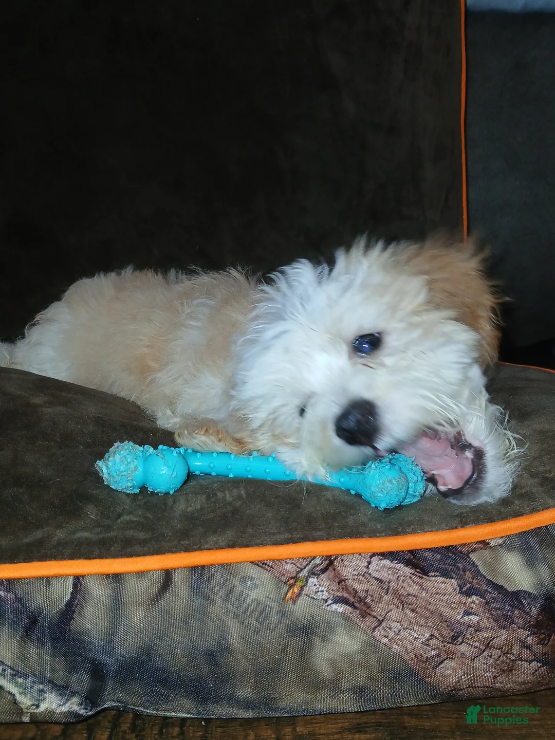 Havapoo dogs for sale: Havapoo 1 - Ad 2