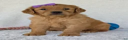 Golden Retriever dogs for sale: Miss Millie  - Ad 22