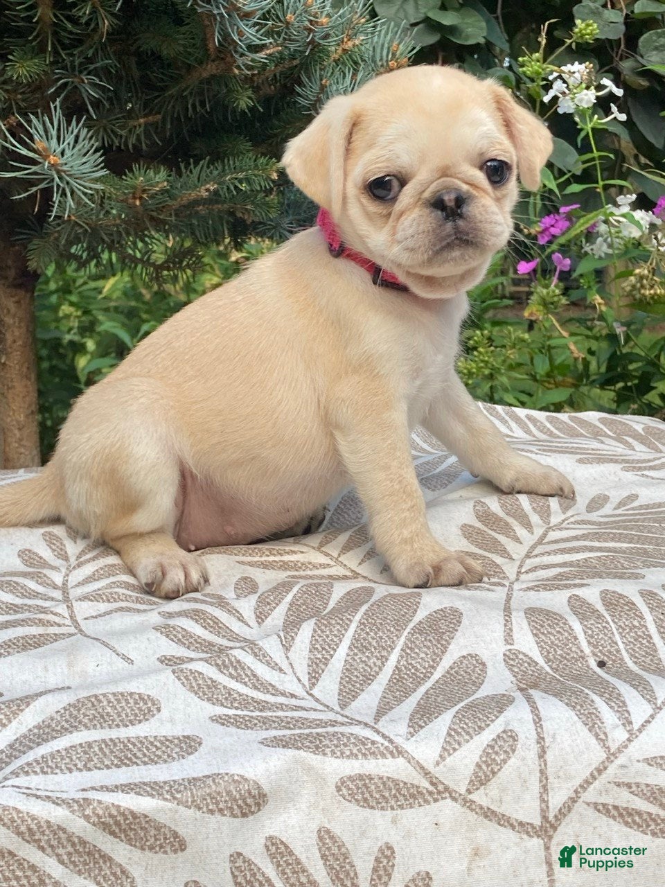 Pug dogs Pug 5 - Ad 1