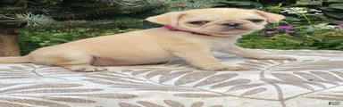 Pug 5