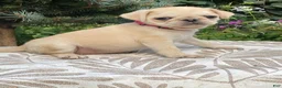 Pug dogs for sale: Pug 5 - Ad 1