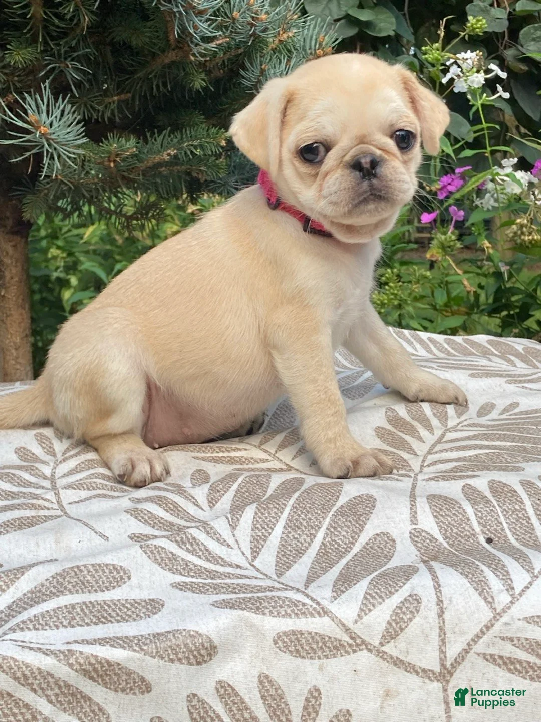 Pug dogs for sale: Pug 5 - Ad 1