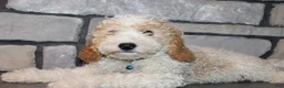 Mini Goldendoodle dogs for sale: Mini Ziggy - Ad 6