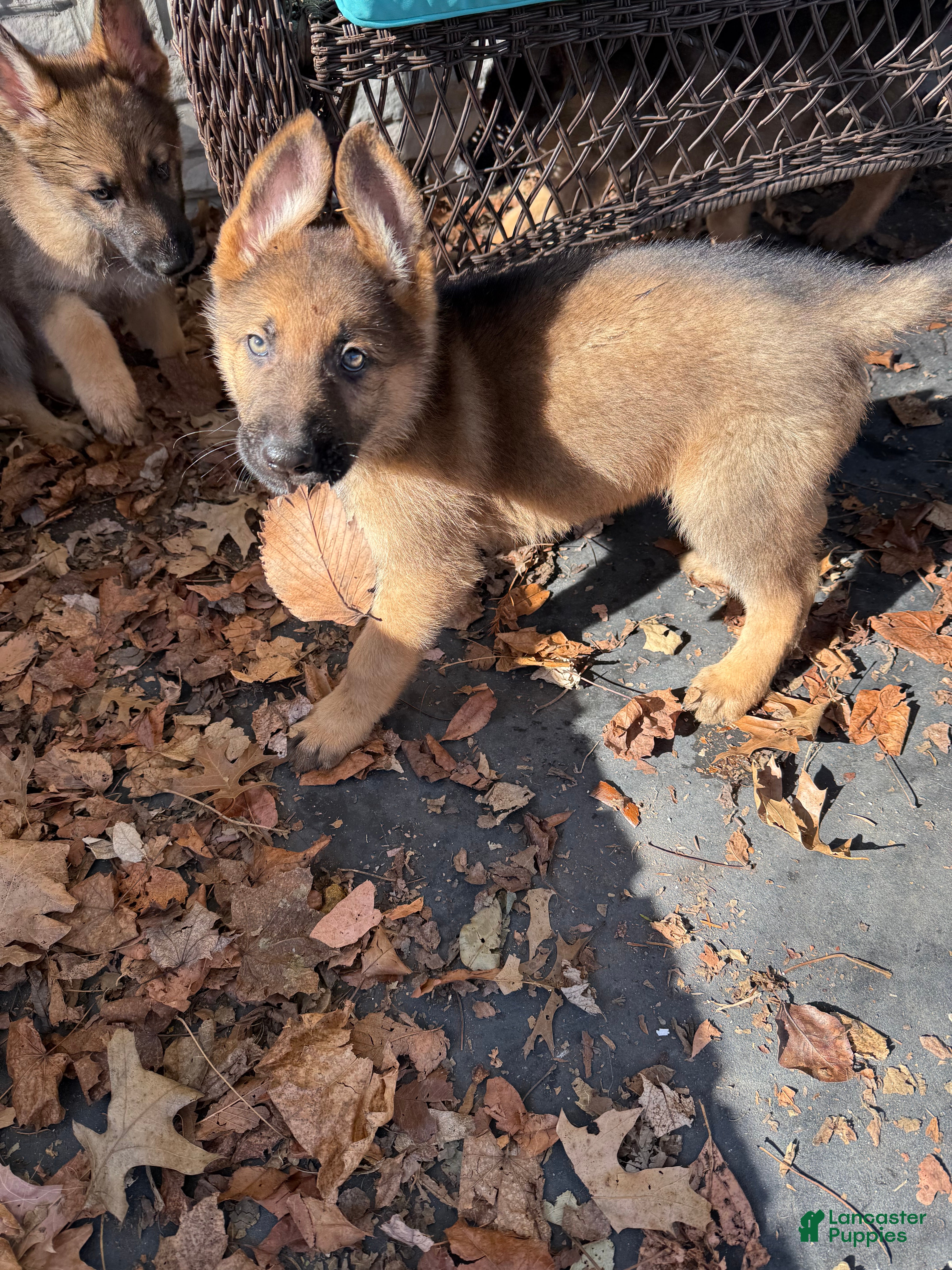 German Shepherd dogs Max - Ad 28